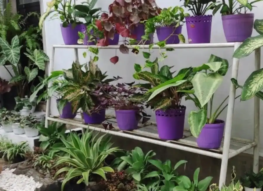 taman rumah sederhana minimalis